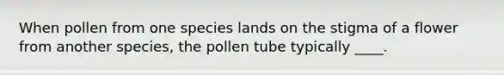 When pollen from one species lands on the stigma of a flower from another species, the pollen tube typically ____.