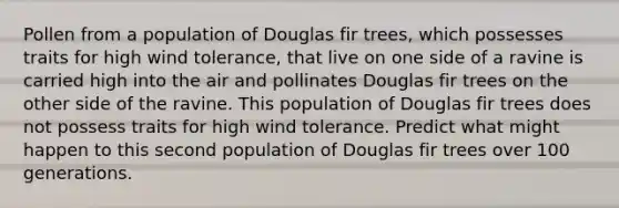 Pollen from a population of Douglas fir trees, which possesses traits for high wind tolerance, that live on one side of a ravine is carried high into the air and pollinates Douglas fir trees on the other side of the ravine. This population of Douglas fir trees does not possess traits for high wind tolerance. Predict what might happen to this second population of Douglas fir trees over 100 generations.