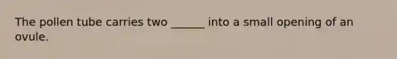 The pollen tube carries two ______ into a small opening of an ovule.