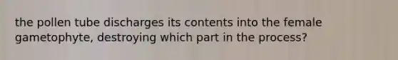 the pollen tube discharges its contents into the female gametophyte, destroying which part in the process?