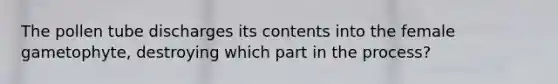 The pollen tube discharges its contents into the female gametophyte, destroying which part in the process?