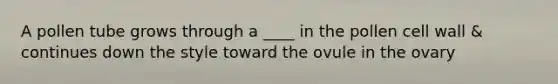 A pollen tube grows through a ____ in the pollen cell wall & continues down the style toward the ovule in the ovary