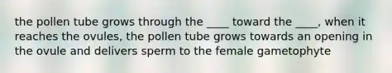 the pollen tube grows through the ____ toward the ____, when it reaches the ovules, the pollen tube grows towards an opening in the ovule and delivers sperm to the female gametophyte