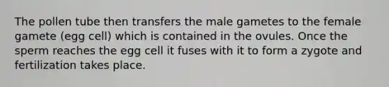 The pollen tube then transfers the male gametes to the female gamete (egg cell) which is contained in the ovules. Once the sperm reaches the egg cell it fuses with it to form a zygote and fertilization takes place.