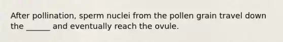 After pollination, sperm nuclei from the pollen grain travel down the ______ and eventually reach the ovule.