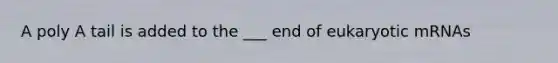 A poly A tail is added to the ___ end of eukaryotic mRNAs