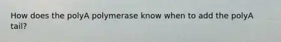 How does the polyA polymerase know when to add the polyA tail?