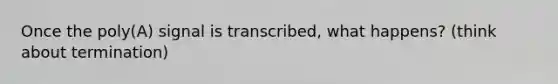 Once the poly(A) signal is transcribed, what happens? (think about termination)