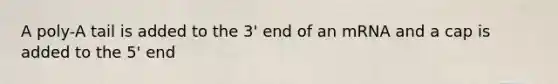 A poly-A tail is added to the 3' end of an mRNA and a cap is added to the 5' end