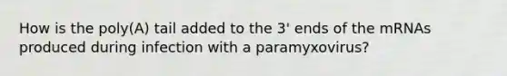 How is the poly(A) tail added to the 3' ends of the mRNAs produced during infection with a paramyxovirus?