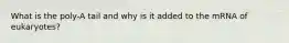 What is the poly-A tail and why is it added to the mRNA of eukaryotes?