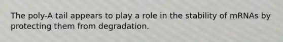 The poly-A tail appears to play a role in the stability of mRNAs by protecting them from degradation.