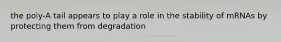 the poly-A tail appears to play a role in the stability of mRNAs by protecting them from degradation
