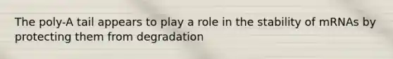 The poly-A tail appears to play a role in the stability of mRNAs by protecting them from degradation