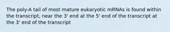 The poly-A tail of most mature eukaryotic mRNAs is found within the transcript, near the 3' end at the 5' end of the transcript at the 3' end of the transcript