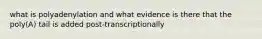 what is polyadenylation and what evidence is there that the poly(A) tail is added post-transcriptionally