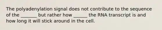 The polyadenylation signal does not contribute to the sequence of the _______ but rather how ______ the RNA transcript is and how long it will stick around in the cell.