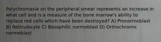 Polychromasia on the peripheral smear represents an increase in what cell and is a measure of the bone marrow's ability to replace red cells which have been destroyed? A) Pronormoblast B) Reticulocyte C) Basophilic normoblast D) Orthochromic normoblast