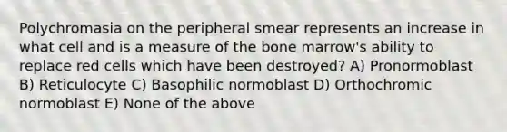 Polychromasia on the peripheral smear represents an increase in what cell and is a measure of the bone marrow's ability to replace red cells which have been destroyed? A) Pronormoblast B) Reticulocyte C) Basophilic normoblast D) Orthochromic normoblast E) None of the above