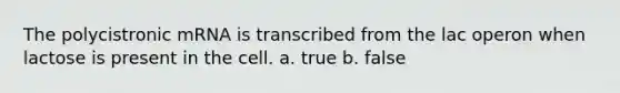 The polycistronic mRNA is transcribed from the <a href='https://www.questionai.com/knowledge/knF726kjuY-lac-operon' class='anchor-knowledge'>lac operon</a> when lactose is present in the cell. a. true b. false