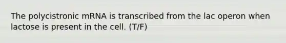 The polycistronic mRNA is transcribed from the lac operon when lactose is present in the cell. (T/F)