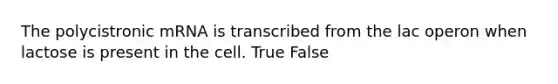 The polycistronic mRNA is transcribed from the lac operon when lactose is present in the cell. True False