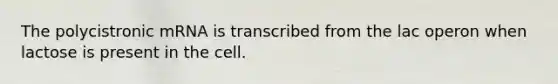 The polycistronic mRNA is transcribed from the lac operon when lactose is present in the cell.