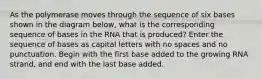 As the polymerase moves through the sequence of six bases shown in the diagram below, what is the corresponding sequence of bases in the RNA that is produced? Enter the sequence of bases as capital letters with no spaces and no punctuation. Begin with the first base added to the growing RNA strand, and end with the last base added.