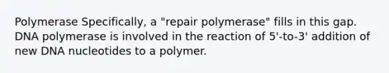 Polymerase Specifically, a "repair polymerase" fills in this gap. DNA polymerase is involved in the reaction of 5'-to-3' addition of new DNA nucleotides to a polymer.