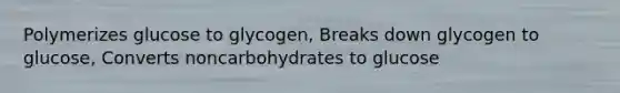 Polymerizes glucose to glycogen, Breaks down glycogen to glucose, Converts noncarbohydrates to glucose