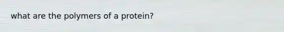 what are the polymers of a protein?