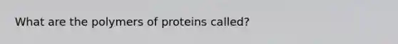 What are the polymers of proteins called?