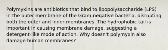 Polymyxins are antibiotics that bind to lipopolysaccharide (LPS) in the outer membrane of the Gram-negative bacteria, disrupting both the outer and inner membranes. The hydrophobic tail is important in causing membrane damage, suggesting a detergent-like mode of action. Why doesn't polymyxin also damage human membranes?