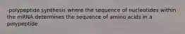 -polypeptide synthesis where the sequence of nucleotides within the mRNA determines the sequence of amino acids in a polypeptide