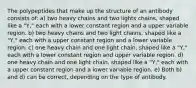 The polypeptides that make up the structure of an antibody consists of: a) two heavy chains and two lights chains, shaped like a "Y," each with a lower constant region and a upper variable region. b) two heavy chains and two light chains, shaped like a "Y," each with a upper constant region and a lower variable region. c) one heavy chain and one light chain, shaped like a "Y," each with a lower constant region and upper variable region. d) one heavy chain and one light chain, shaped like a "Y," each with a upper constant region and a lower variable region. e) Both b) and d) can be correct, depending on the type of antibody.