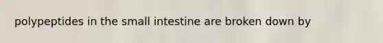 polypeptides in the small intestine are broken down by