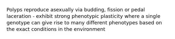 Polyps reproduce asexually via budding, fission or pedal laceration - exhibit strong phenotypic plasticity where a single genotype can give rise to many different phenotypes based on the exact conditions in the environment