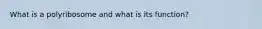 What is a polyribosome and what is its function?