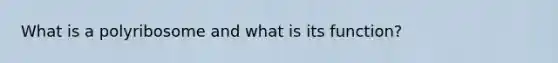 What is a polyribosome and what is its function?