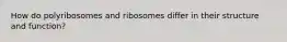 How do polyribosomes and ribosomes differ in their structure and function?