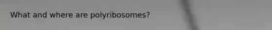 What and where are polyribosomes?