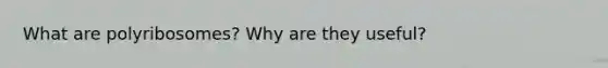 What are polyribosomes? Why are they useful?