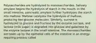 Polysaccharides are hydrolyzed to monosaccharides. Salivary amylase begins the hydrolysis of starch in the mouth. In the small intestine, pancreatic amylase further hydrolyzes the starch into maltose. Maltase catalyzes the hydrolysis of maltose, producing two glucose molecules. Similarly, sucrose is hydrolyzed to glucose and fructose by the enzyme sucrase, and lactose (milk sugar) is degraded into glucose and galactose by the enzyme lactase in the small intestine. The monosaccharides are taken up by the epithelial cells of the intestine in an energy-requiring process called