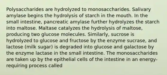 Polysaccharides are hydrolyzed to monosaccharides. Salivary amylase begins the hydrolysis of starch in the mouth. In the small intestine, pancreatic amylase further hydrolyzes the starch into maltose. Maltase catalyzes the hydrolysis of maltose, producing two glucose molecules. Similarly, sucrose is hydrolyzed to glucose and fructose by the enzyme sucrase, and lactose (milk sugar) is degraded into glucose and galactose by the enzyme lactase in the small intestine. The monosaccharides are taken up by the epithelial cells of the intestine in an energy-requiring process called