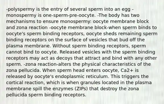 -polyspermy is the entry of several sperm into an egg -monospermy is one-sperm-pre-oocyte. -The body has two mechanisms to ensure monospermy: oocyte membrane block and zona reaction -oocyte membrane block-when sperm binds to oocyte's sperm binding receptors, oocyte sheds remaining sperm binding receptors on the surface of vesicles that bud off the plasma membrane. Without sperm binding receptors, sperm cannot bind to oocyte. Released vesicles with the sperm binding receptors may act as decoys that attract and bind with any other sperm. -zona reaction-alters the physical characteristics of the zona pellucida. When sperm head enters oocyte, Ca2+ is released by oocyte's endoplasmic reticulum. This triggers the cortical reaction, which is when granules located in the plasma membrane spill the enzymes (ZIPs) that destroy the zona pellucida sperm binding receptors.