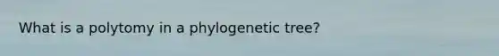 What is a polytomy in a phylogenetic tree?