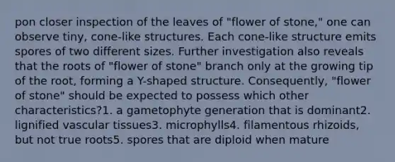 pon closer inspection of the leaves of "flower of stone," one can observe tiny, cone-like structures. Each cone-like structure emits spores of two different sizes. Further investigation also reveals that the roots of "flower of stone" branch only at the growing tip of the root, forming a Y-shaped structure. Consequently, "flower of stone" should be expected to possess which other characteristics?1. a gametophyte generation that is dominant2. lignified vascular tissues3. microphylls4. filamentous rhizoids, but not true roots5. spores that are diploid when mature