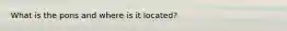 What is the pons and where is it located?