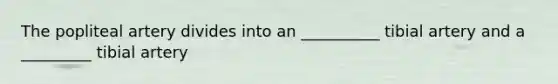 The popliteal artery divides into an __________ tibial artery and a _________ tibial artery