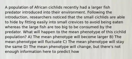 A population of African cichlids recently had a larger fish predator introduced into their environment. Following the introduction, researchers noticed that the small cichlids are able to hide by fitting easily into small crevices to avoid being eaten whereas the large fish are too big to be consumed by the predator. What will happen to the mean phenotype of this cichlid population? A) The mean phenotype will become larger B) The mean phenotype will fluctuate C) The mean phenotype will stay the same D) The mean phenotype will change, but there's not enough information here to predict how